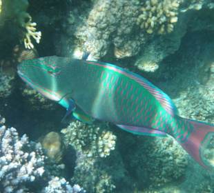 Großer Maskenpapageienfisch männl. am Außenriff