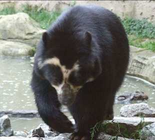 Bär