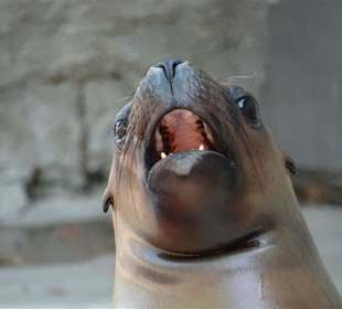 Bei den Seehunden und Robben