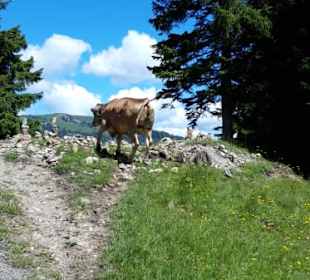 Steinmännchen und freilaufende Kühe