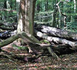 Totholz im Hasbrucher Urwald