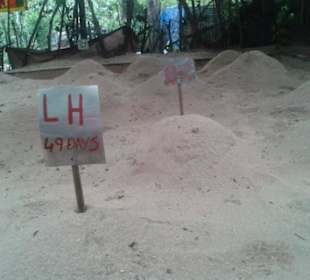 Unter diesen Häufchen liegen die Schildkröteneier