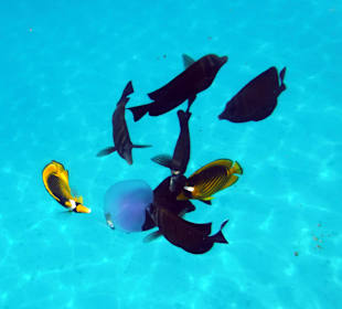 Schnorcheln Marsa Alam