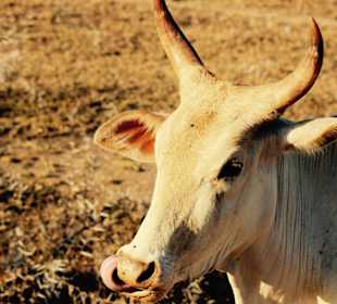 Tour mit Chamin, Yala Nationalpark