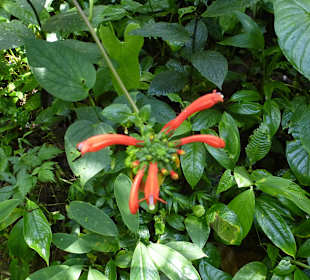 Schöne Blume im Nebelwald