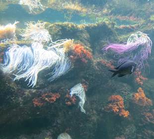 Was es nicht alles gibt