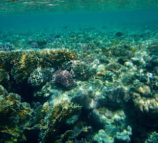 Hotel Lahami Bay Hausriff