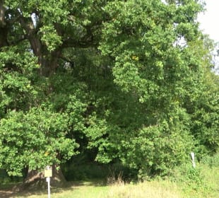 Naturdenkmal Sulzeiche Walddorf
