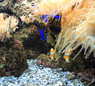 Rafa koralowa w Loro Parku