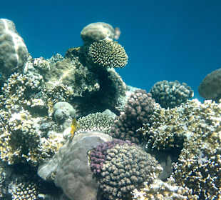 Bitte niemals auf Korallen steigen!