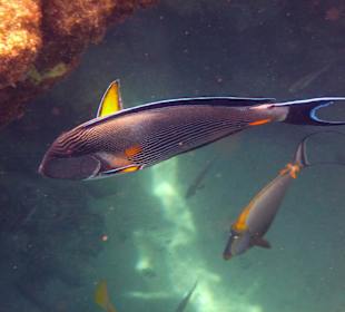 Wir kommen wieder, aber nur noch im Winter