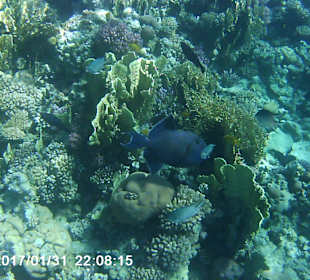 Schnorcheln Makadi Bay