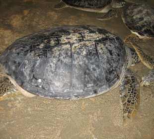 Schildkröte