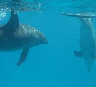 Traumhafter Delphin-Ausflug