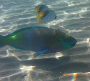 Hausriff vor Strand Ghazala Gardens