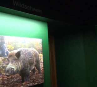 Museum Jagdtier + Vogelkunde