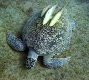 Riesige Schildkröten in der Seegraswiese!