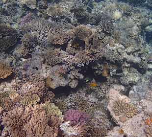 Korallen Riff mit Fisch