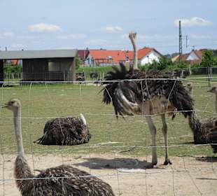 Straußenfarm Mhou Rülzheim