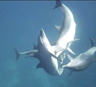Dolphin House