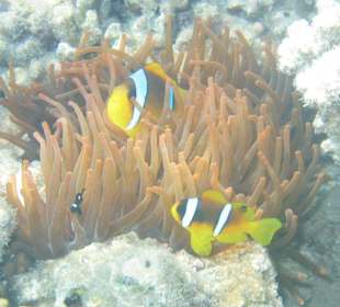 Clownfischfamilie in Anemone