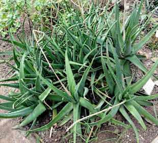 Aloe vera als Nutzpflanze