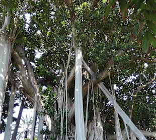Botanischer Garten Puerto de la Cruz