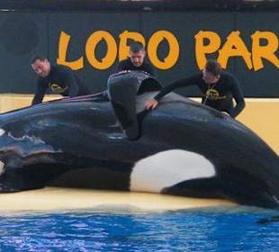 Orca Show