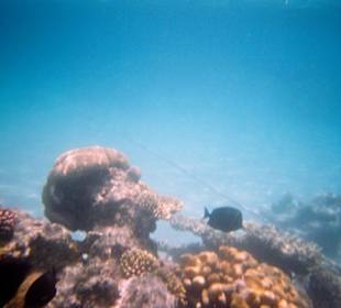 Hotelowa rafa koralowa