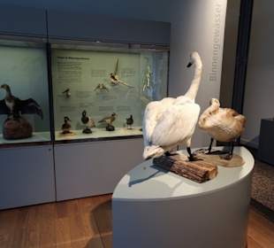 Naturwissenschaftliches Museum