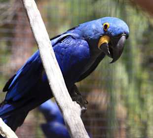 Unzählige Vogelarten