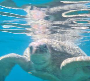 Schnorcheln Abu Soma