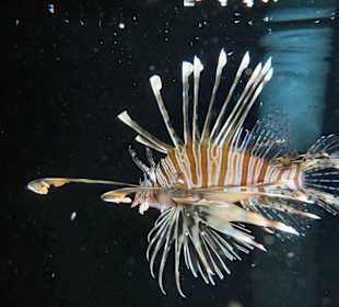 Feuerfisch bei Nacht