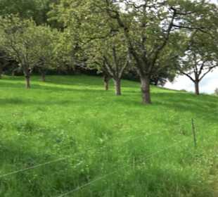 Hochgehnießen - Premiumspazierwanderweg