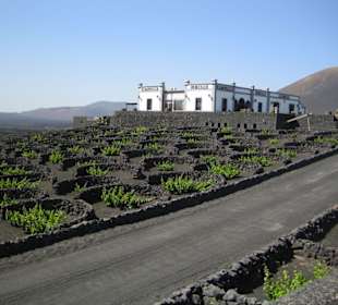 La Geria ( die Weinstrasse )