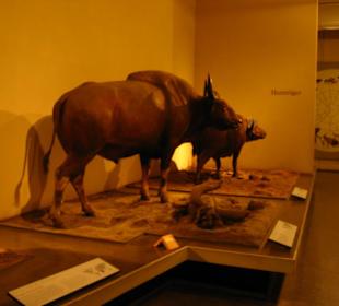 Tierwelt