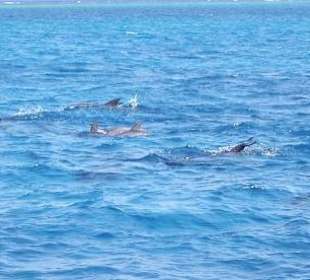 Es wurden immer mehr