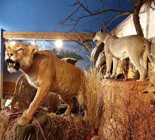 Wilden Tiere Afrika´s