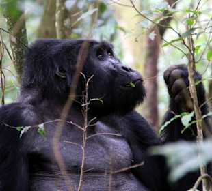 Bwindi Impenetrable National Park