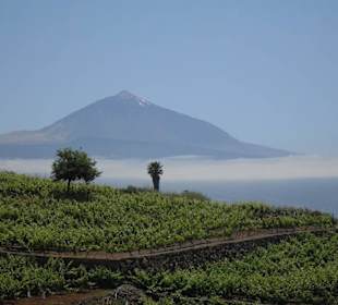 Weinberge und Teide
