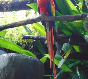 La Paz Waterfall Gardens