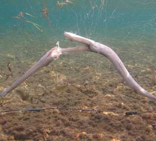 Qualvolles Sterben im Naturschutzgebiet