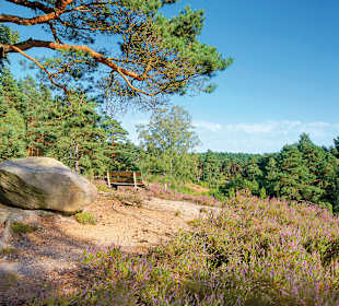 Wandern Bispingen