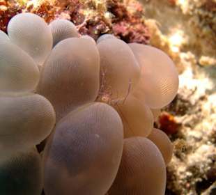 Blasenkorallen-Garnele