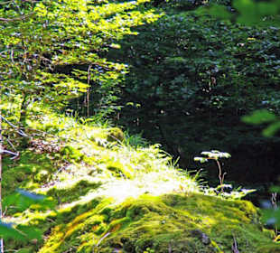 Der Therapeutische Wanderweg