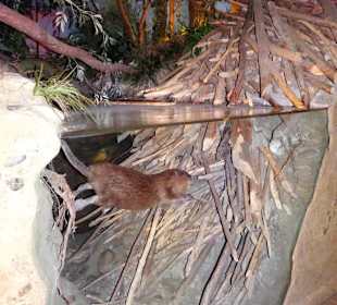 Abteilung "Lebensader Salzach" im Haus der Natur