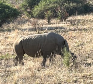 Pilanesberg Nationalpark