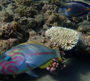 Schnorcheln Sahl Hasheesh