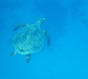 Hausriff Schildkröte