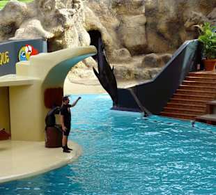 Loro Park Seelöwen Show